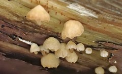 Marasmiellus affixus