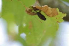 Lymantria dispar dispar