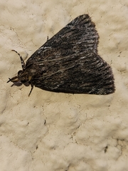 Omphalocera occidentalis