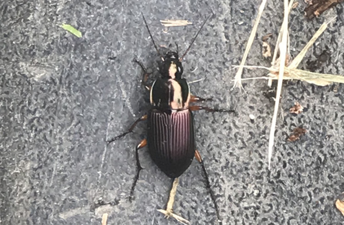 Woodland Ground Beetle photo 4