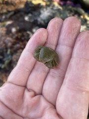 Hapalogaster cavicauda