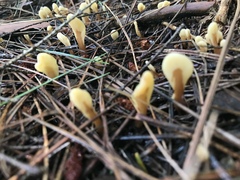 Spathulariopsis velutipes