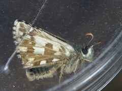 Pyrgus carlinae