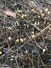 Spathulariopsis velutipes