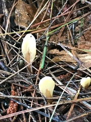 Spathulariopsis velutipes
