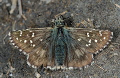 Pyrgus carlinae