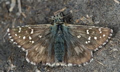 Pyrgus carlinae