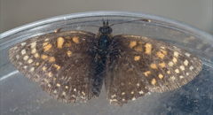 Melitaea varia