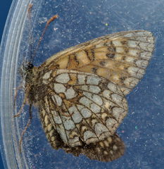 Melitaea varia