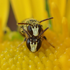 Hylaeus rudbeckiae
