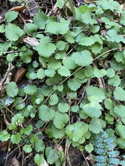 Brachyglottis sciadophila