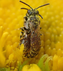 Hylaeus rudbeckiae