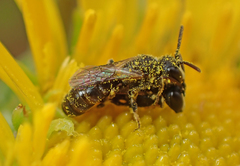 Hylaeus rudbeckiae