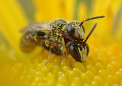 Hylaeus rudbeckiae