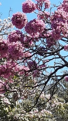 Handroanthus impetiginosus