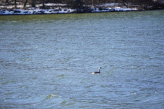 Podiceps auritus cornutus