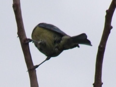 Cyanistes caeruleus