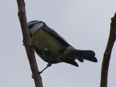 Cyanistes caeruleus