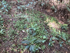 Brachyglottis sciadophila