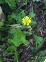 Youngia japonica