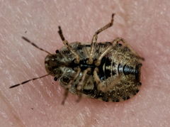 Sciocoris macrocephalus