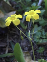Oxalis niederleinii