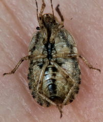 Sciocoris macrocephalus