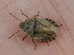 Sciocoris macrocephalus