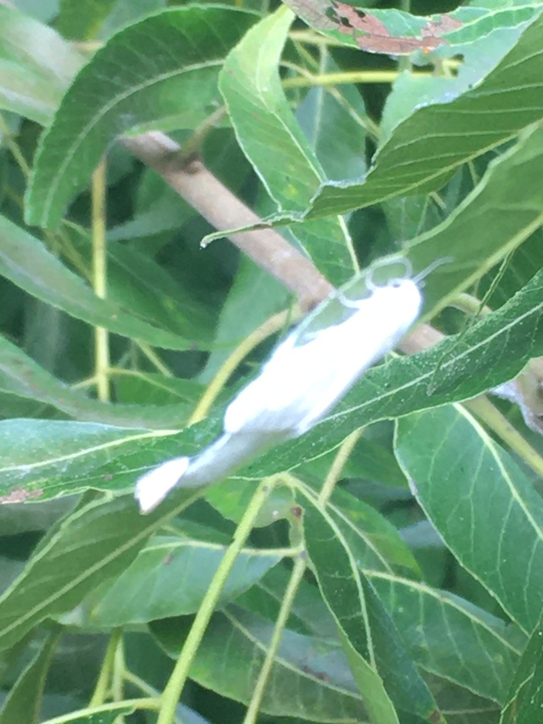 Fall Webworm Moth from Nature Center, Colleyville, TX, US on July 30 ...