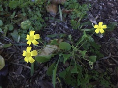 Oxalis niederleinii