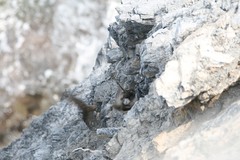 Apus pallidus