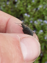 Opisthius richardsoni