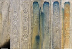 Plicariella flavovirens