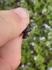 Opisthius richardsoni