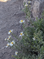 Eucephalus paucicapitatus