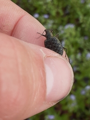 Opisthius richardsoni