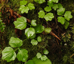 Cardamine angulata