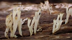 Artomyces austropiperatus