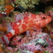 Madeira Scorpionfish - Photo (c) Stefan, some rights reserved (CC BY-NC), uploaded by Stefan