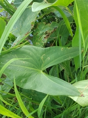 Sagittaria latifolia