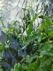 Sagittaria latifolia