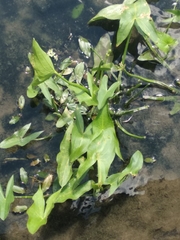 Sagittaria latifolia