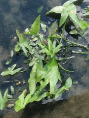 Sagittaria latifolia