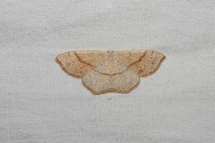 Cyclophora punctaria