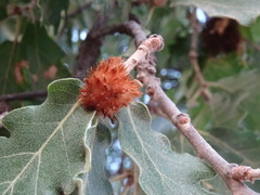 Andricus theophrasteus