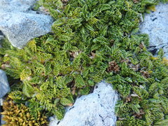 Anisotome imbricata prostrata