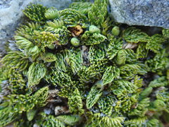 Anisotome imbricata prostrata