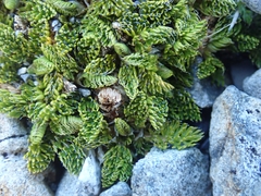 Anisotome imbricata prostrata