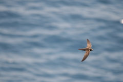 Apus pallidus