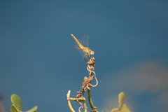 Sympetrum fonscolombii